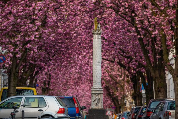 Kirschblüten in der Bonner Altstadt.